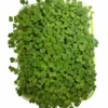 Home mungaaru organic microgreen growing kit grow fresh greens at home