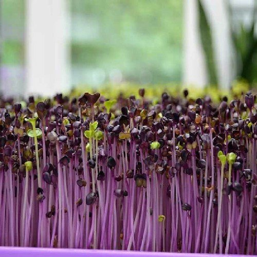 mungaaru organic microgreen growing kit grow fresh greens at home mungaaru organic microgreen growing kit grow fresh greens at home