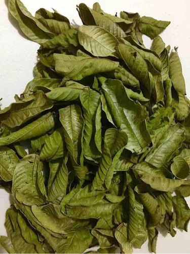 mungaaru organic guava leaves – natural detox & hair care herb 200g mungaaru organic guava leaves – natural detox & hair care herb 200g