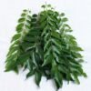 Mungaaru 100% Organic Curry Leaves – Fresh & Aromatic, 200g