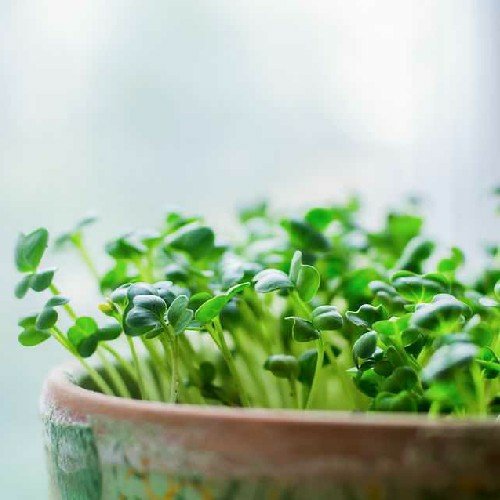 mungaaru organic microgreen growing kit grow fresh greens at home mungaaru organic microgreen growing kit grow fresh greens at home